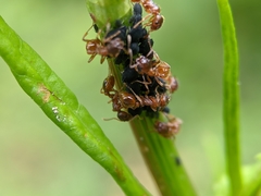 Myrmica rubra