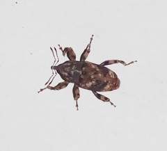 Mechistocerus