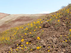 Cleomella platycarpa