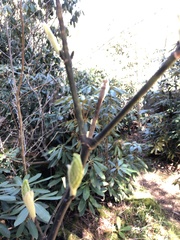 Acer pensylvanicum