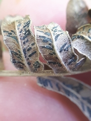 Cryptomycina pteridis