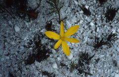 Pauridia monophylla
