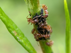 Myrmica rubra