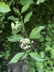 Cornus glabrata
