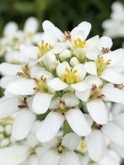 Iberis sempervirens