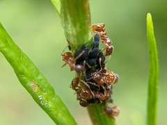 Myrmica rubra