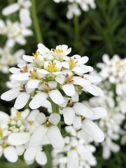 Iberis sempervirens
