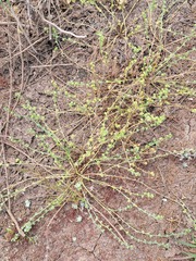 Plagiobothrys acanthocarpus