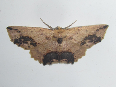 Isochromodes granula