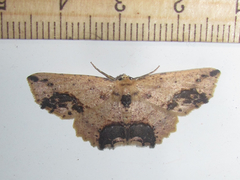 Isochromodes granula