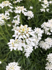 Iberis sempervirens