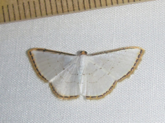 Leuciris fimbriaria