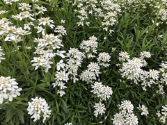 Iberis sempervirens