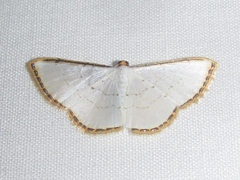 Leuciris fimbriaria