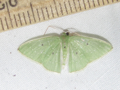 Lissochlora ronaldi