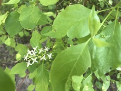 Cornus glabrata