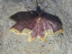 Tricentrogyna violescens image