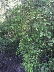 Cornus glabrata