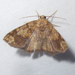 Nematocampa