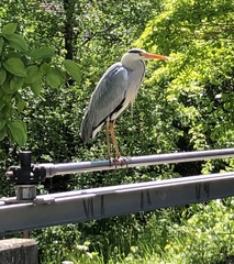 Ardea cinerea