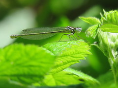 Coenagrion puella