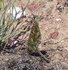 Palpares speciosus
