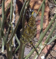 Palpares speciosus