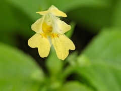 Impatiens parviflora