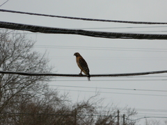 Buteo lineatus