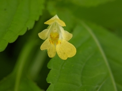Impatiens parviflora
