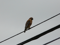 Buteo lineatus