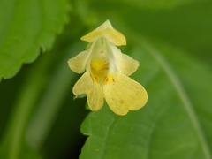 Impatiens parviflora