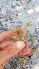 Phyllanthus abnormis