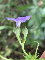 Ipomoea magnusiana