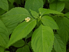 Impatiens parviflora
