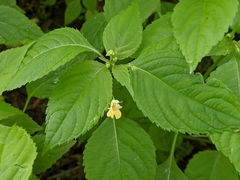 Impatiens parviflora