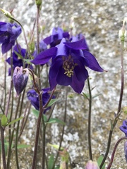 Aquilegia vulgaris