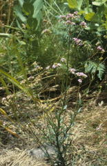 Pseudoselago verbenacea