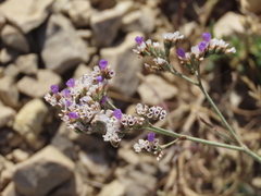 Limonium ovalifolium