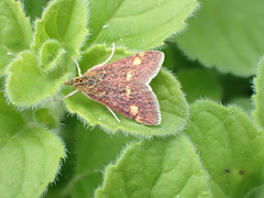 Pyrausta aurata