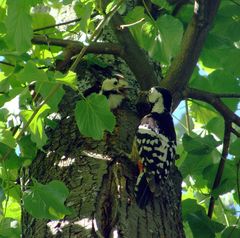 Dendrocopos leucotos