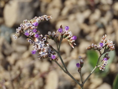 Limonium ovalifolium
