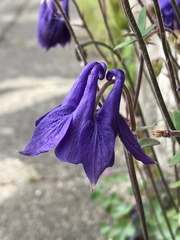 Aquilegia vulgaris