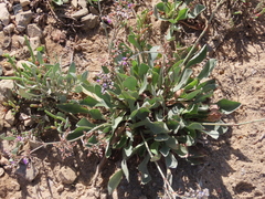 Limonium ovalifolium