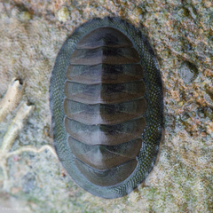 Chiton glaucus