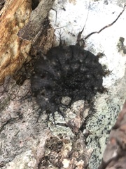 Hemileuca maia