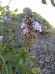 Pitraea cuneato-ovata