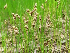 Carex praecox