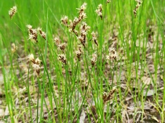 Carex praecox