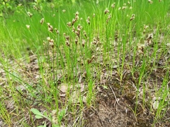 Carex praecox
